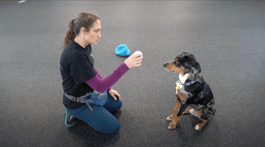 How to Train a Dog Without Treats: The Power of Variety - K9 Connoisseur
