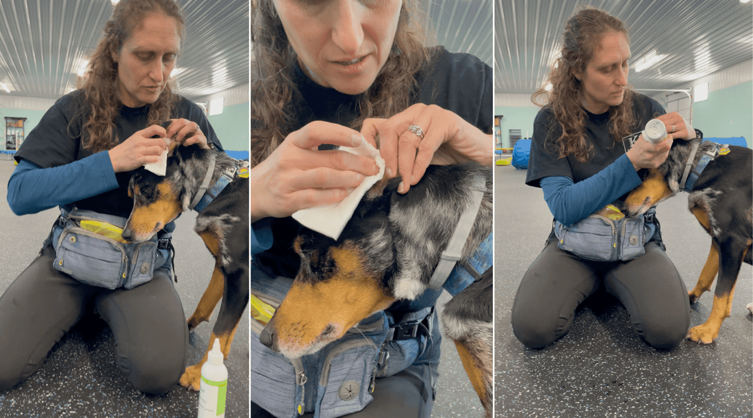 How to Clean a Dog’s Ears: A Battle of Wits, Wax & Wiggles - K9 Connoisseur