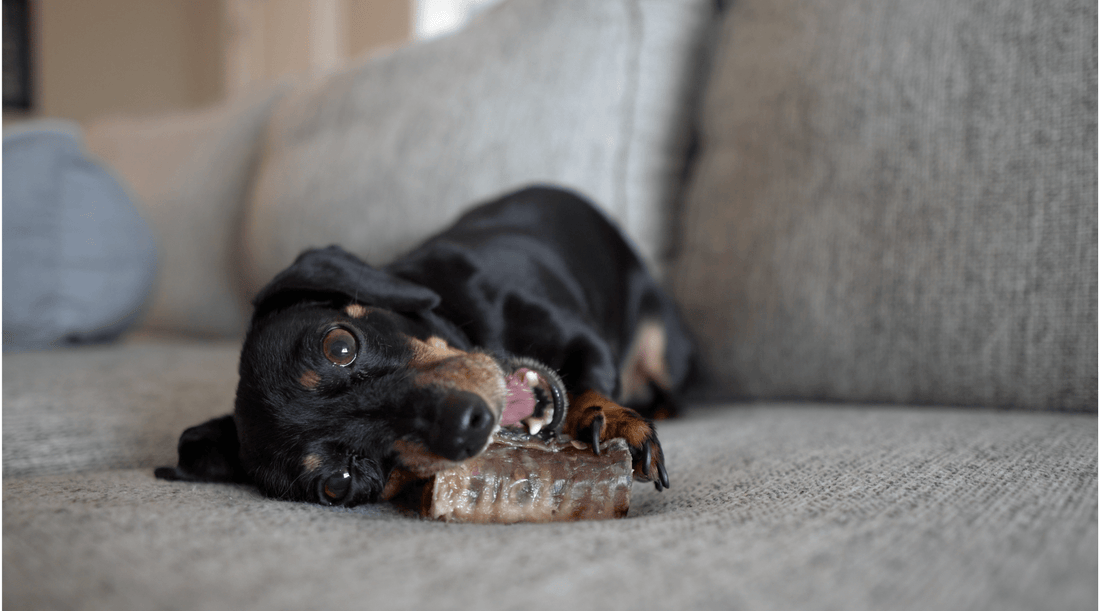 Dog Teeth Cleaning: Why I Don't Brush Their Teeth - K9 Connoisseur
