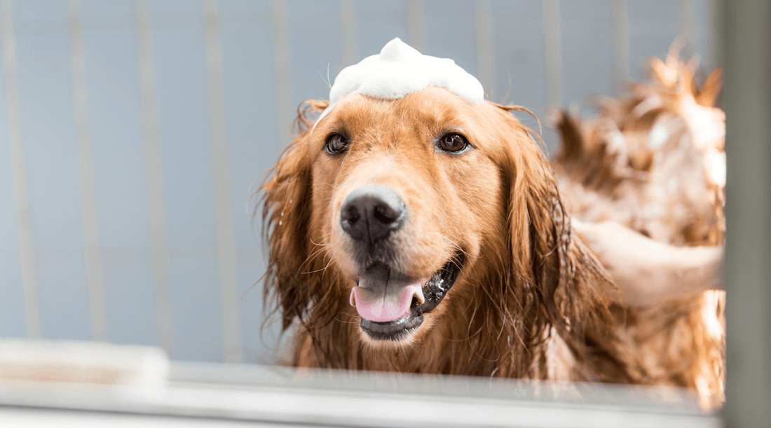 How Often Should You Groom Your Dog: No More Bath-Time Battle - K9 Connoisseur
