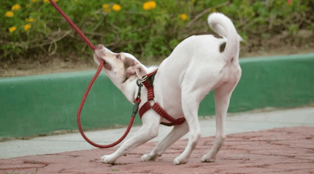 How to Stop a Dog from Chewing on a Leash (Without a Tug-of-War) - K9 Connoisseur