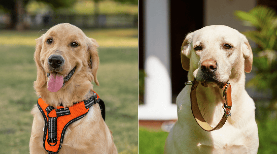 Dog Collar Vs Harness: The Right Choice for Your Canine Companion - K9 Connoisseur