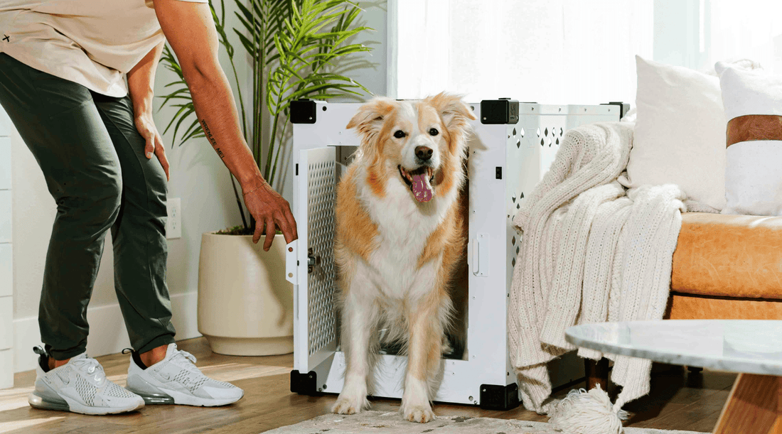 Dog Crate Sizes: Can a Crate Be Too Roomy? - K9 Connoisseur