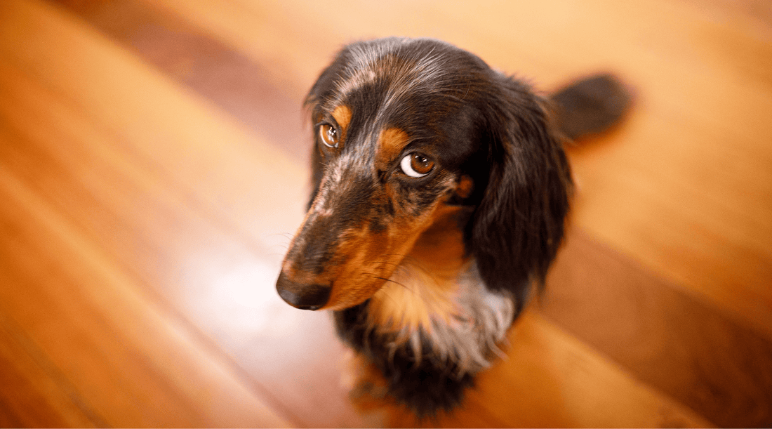 Dog Gut Health: A Tale of Eternal Stench - K9 Connoisseur