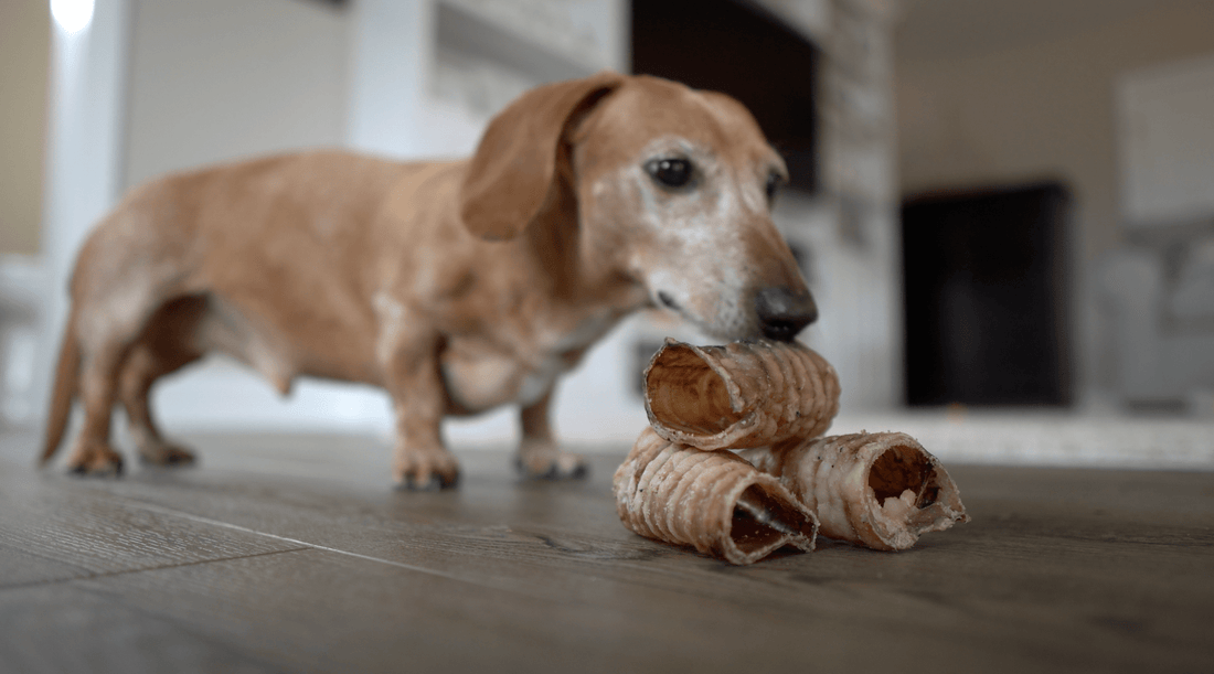 Dog Joint Health: Is Bruno's Slow Stretch a Sign of Something? - K9 Connoisseur