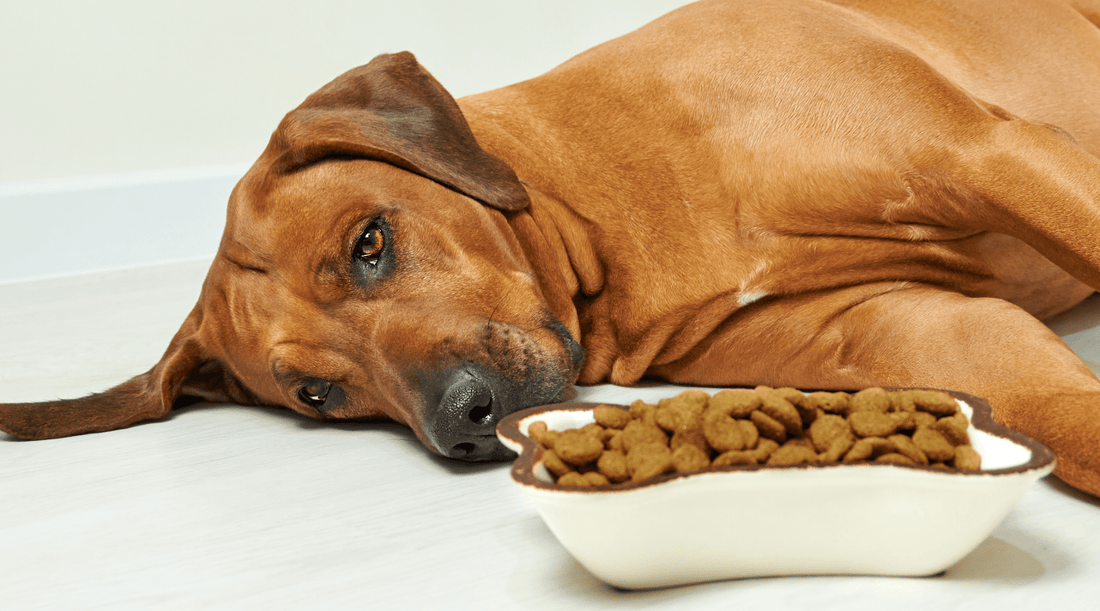 Dog Not Eating: The Day Pixie Turned Down Steak (Yes, Really) - K9 Connoisseur