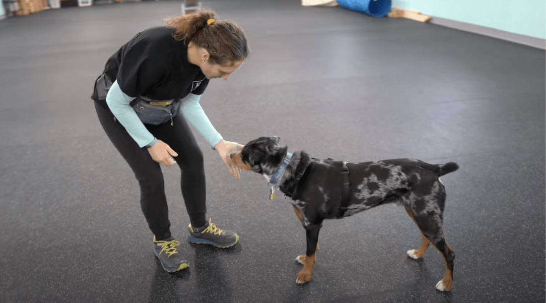 Obedience Dog Training: Good Dogs Aren’t Born, They’re Trained - K9 Connoisseur