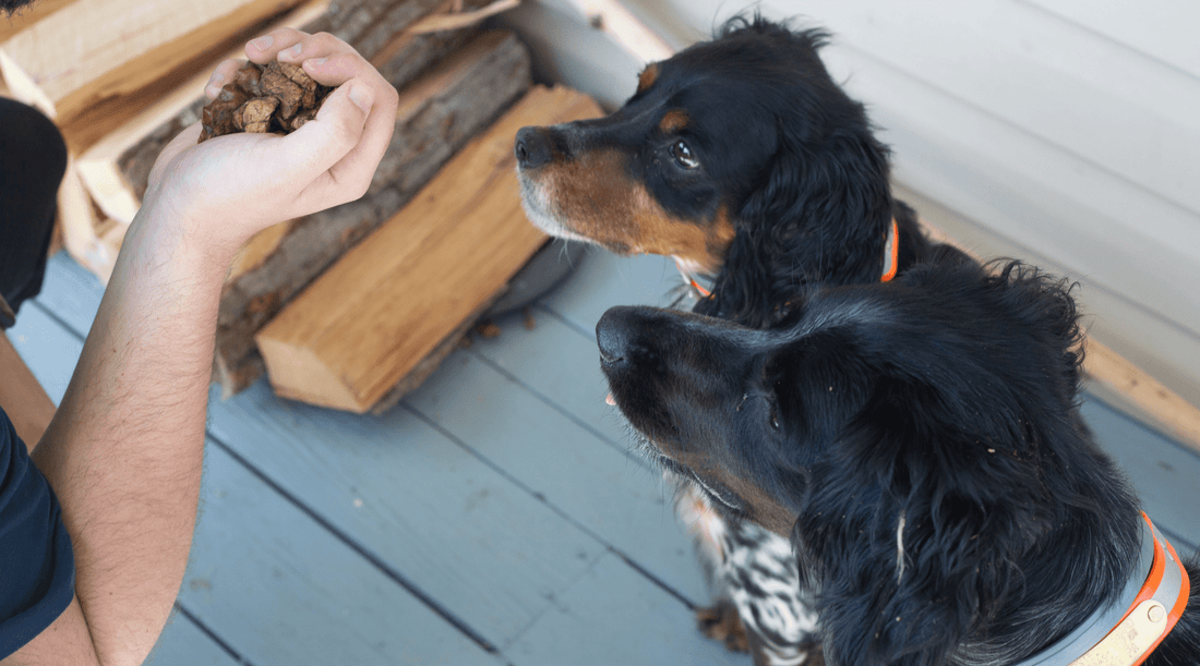 Dog Training Treats: Pixie’s Backyard Bootcamp - K9 Connoisseur