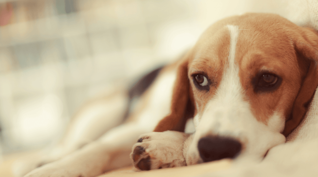 Dog Upset Stomach: Why Bruno's Grass Addiction Has to Stop - K9 Connoisseur