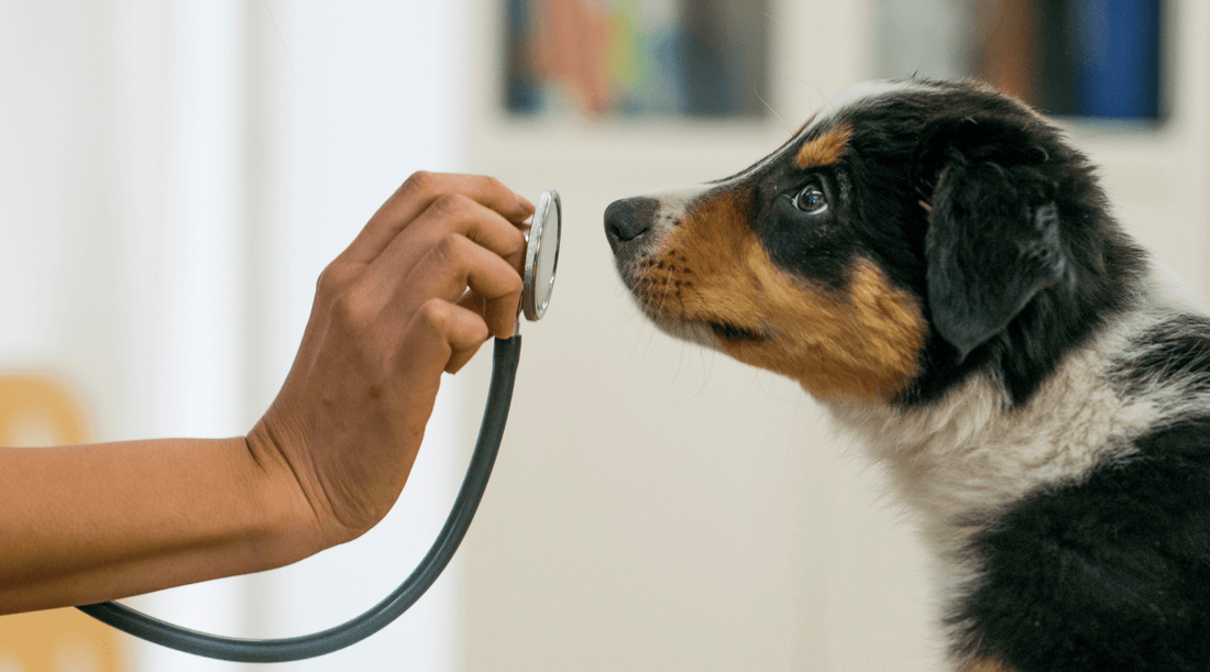 Dog Vet Visit: How to Reduce Vet Anxiety in Dogs - K9 Connoisseur