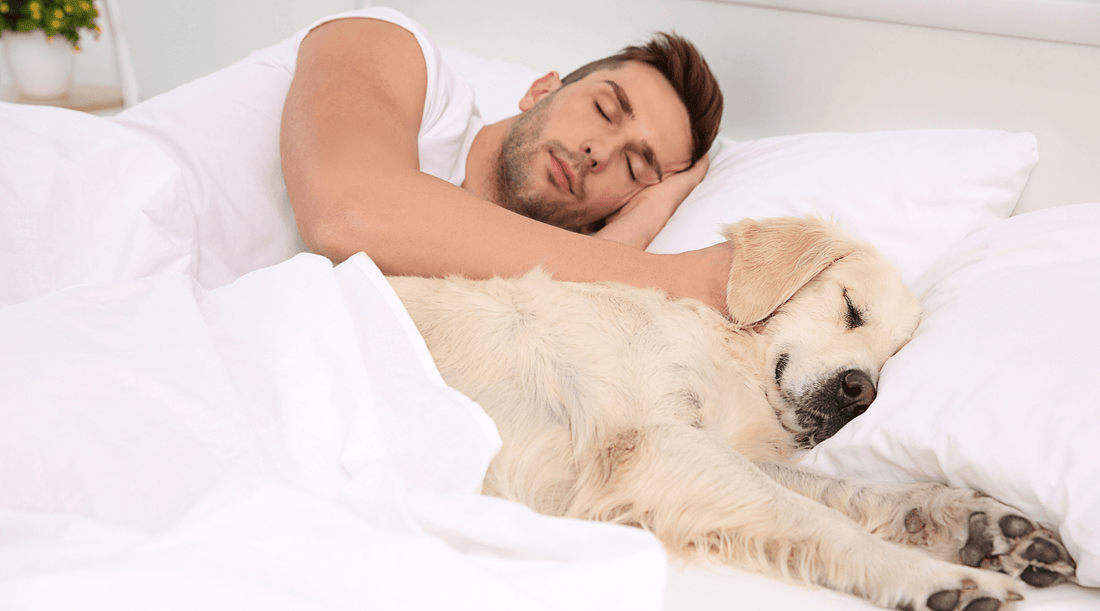 Should You Let Your Dog Sleep With You: Has My Bed Has Gone to the Dogs? - K9 Connoisseur