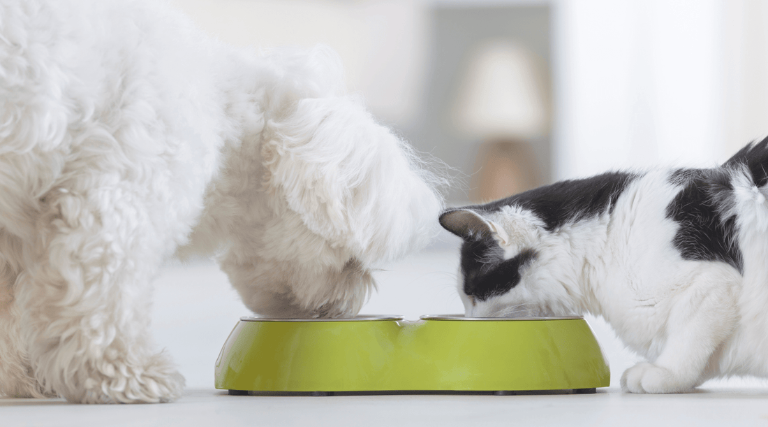 Can Dogs Eat Cat Food? And Why Bruno Is Convinced He’s a Cat Now - K9 Connoisseur