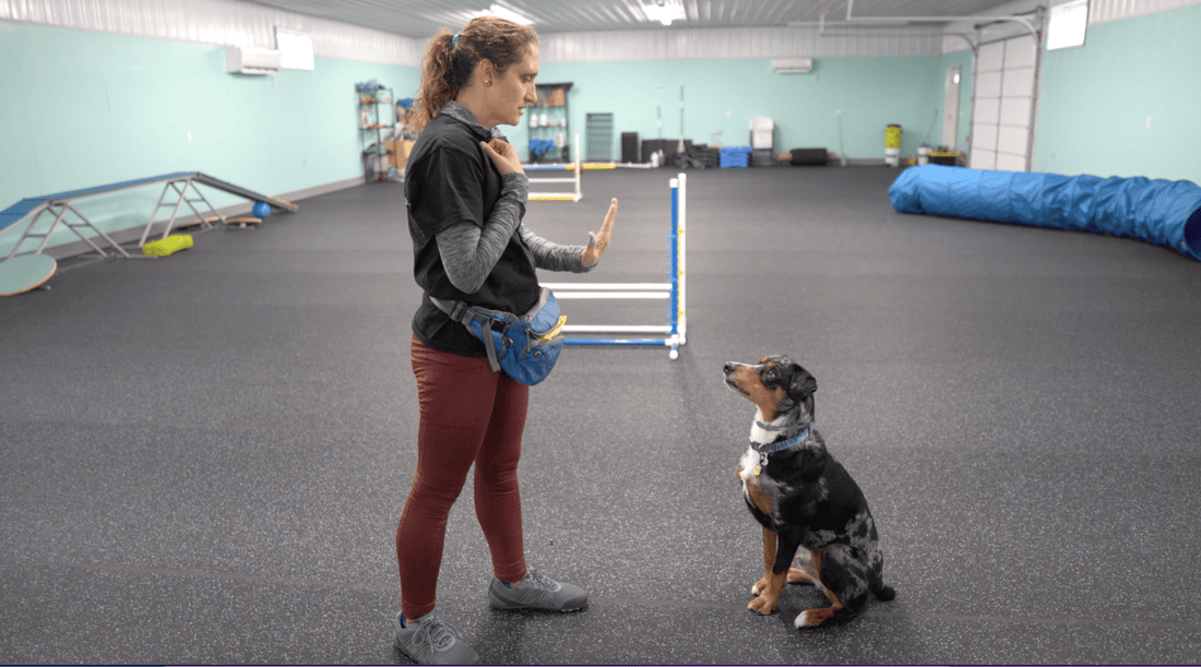 Dog Training Hand Signals: Learn to Speak Dog with Your Hands - K9 Connoisseur