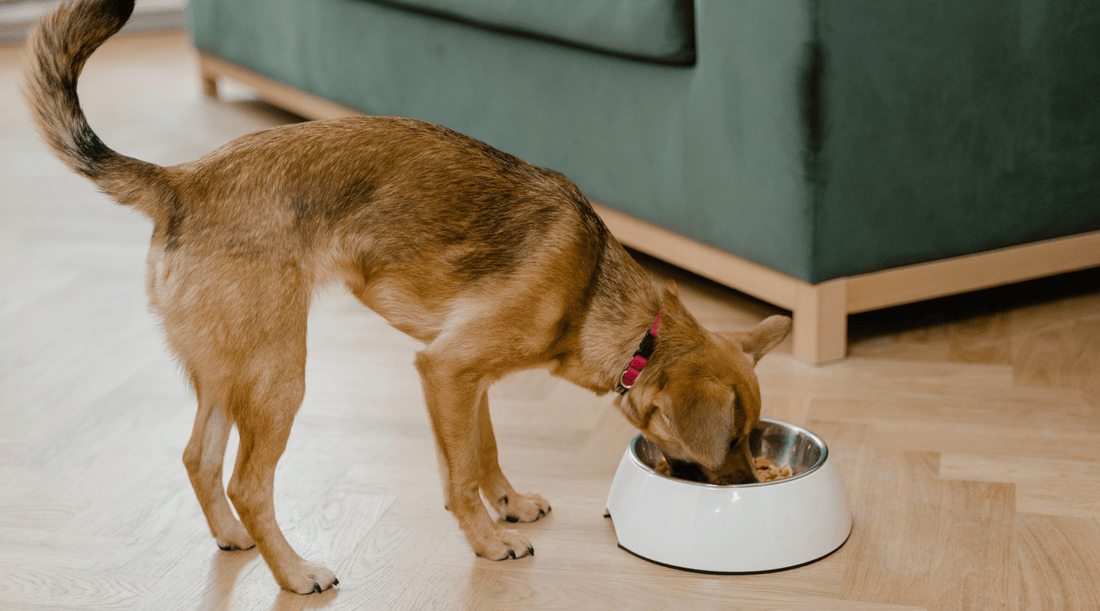 How Often Should I Feed My Dog: Why Pixie Thinks It's Every 15 Minutes - K9 Connoisseur