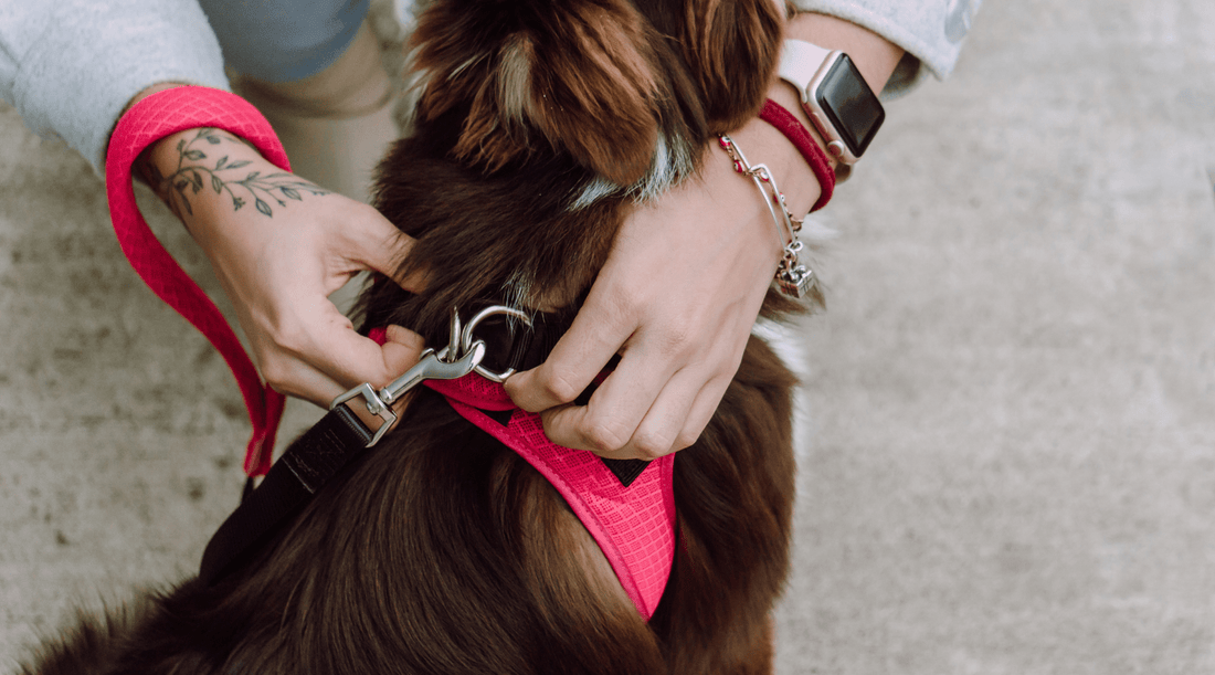 How to Put on a Dog Harness - K9 Connoisseur