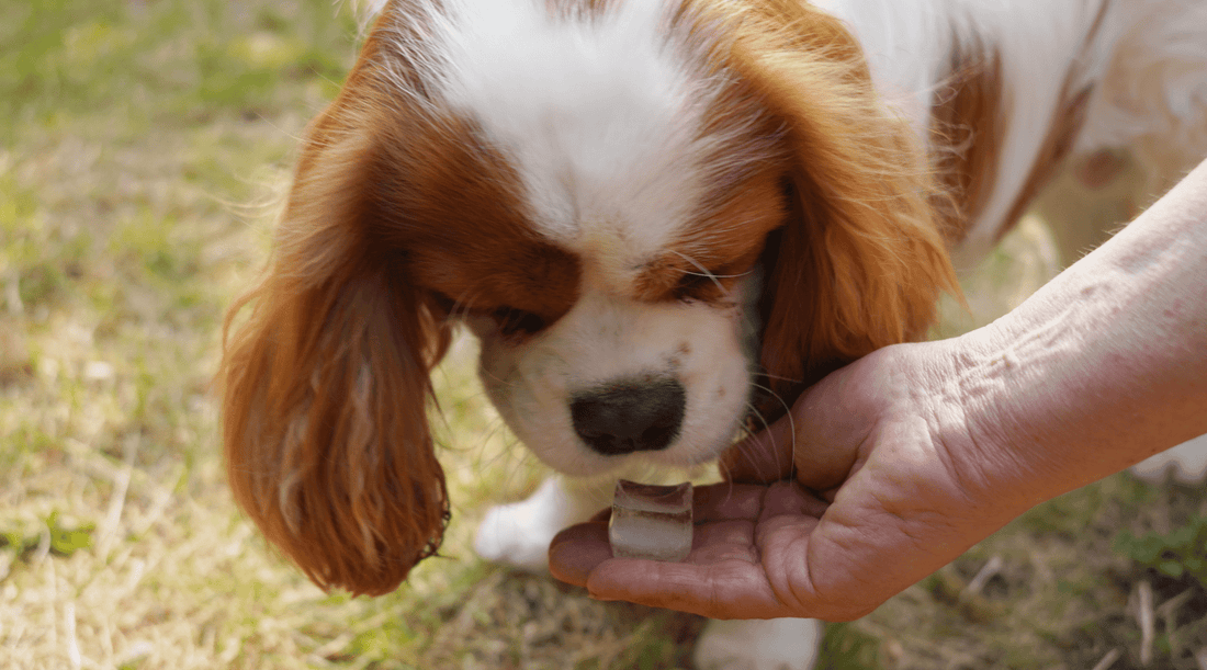 Can Dogs Eat Ice + A Summer Story from My Back Porch - K9 Connoisseur
