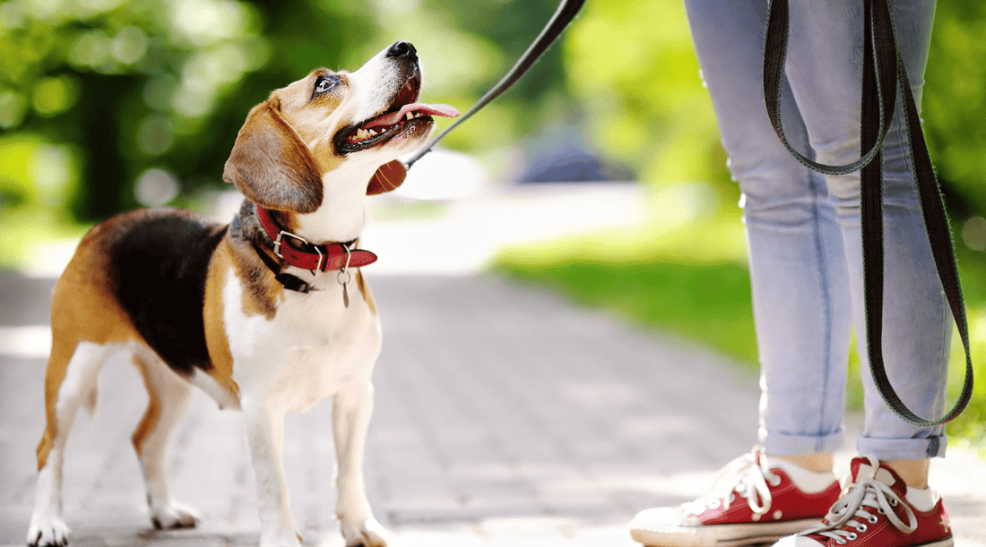 Loose Leash Walking: Replacing Sled Dog Drag with Cooperation - K9 Connoisseur