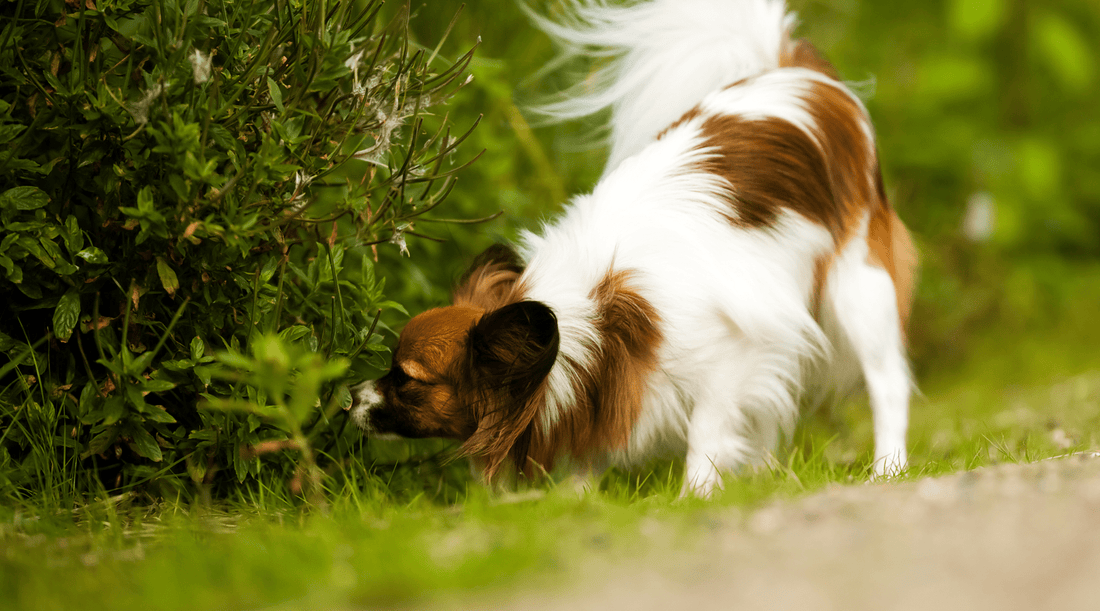 Scent Training for Dogs: Pixie Thinks She’s the Next Detective Pikachu - K9 Connoisseur