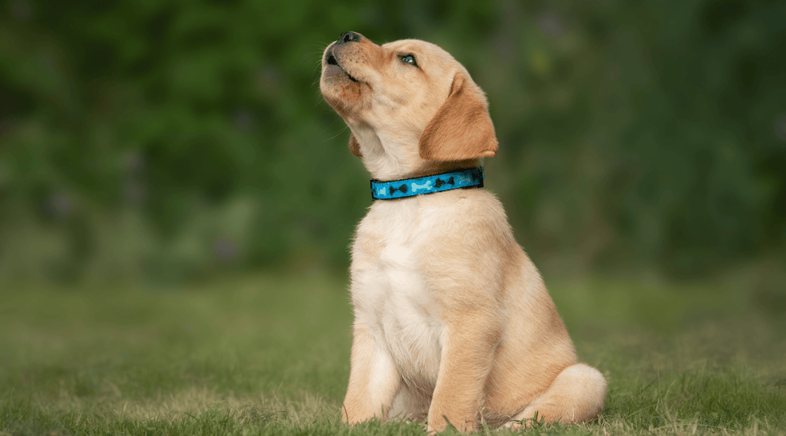 Puppy Crying: What That Tiny Wail Really Means - K9 Connoisseur