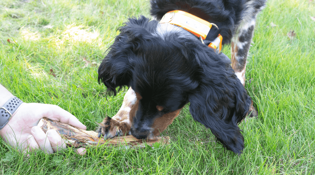 Rawhide for Dogs - Why K9 Connoisseur Doesn't Use It - K9 Connoisseur