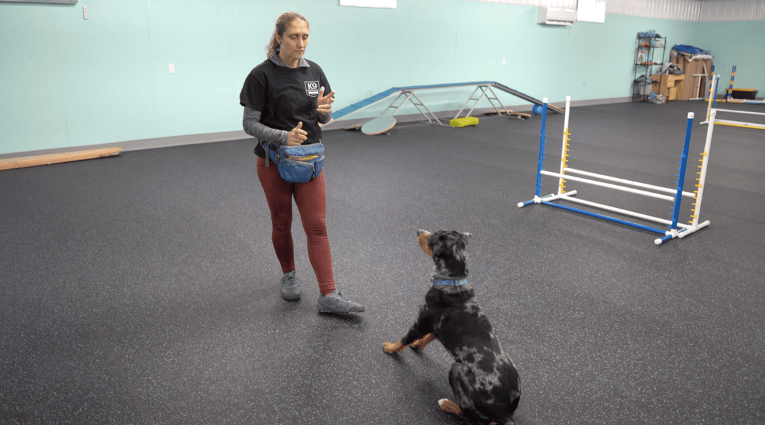 How to Train a Dog to Sit: It Doesn't Get Much Easier than This! - K9 Connoisseur