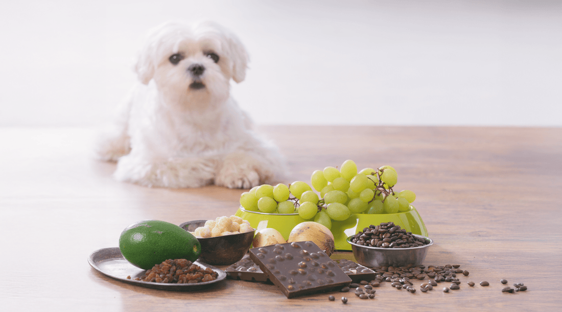 Dangerous Foods for Dogs: What’s Safe, What’s Toxic, and What to Feed Instead - K9 Connoisseur
