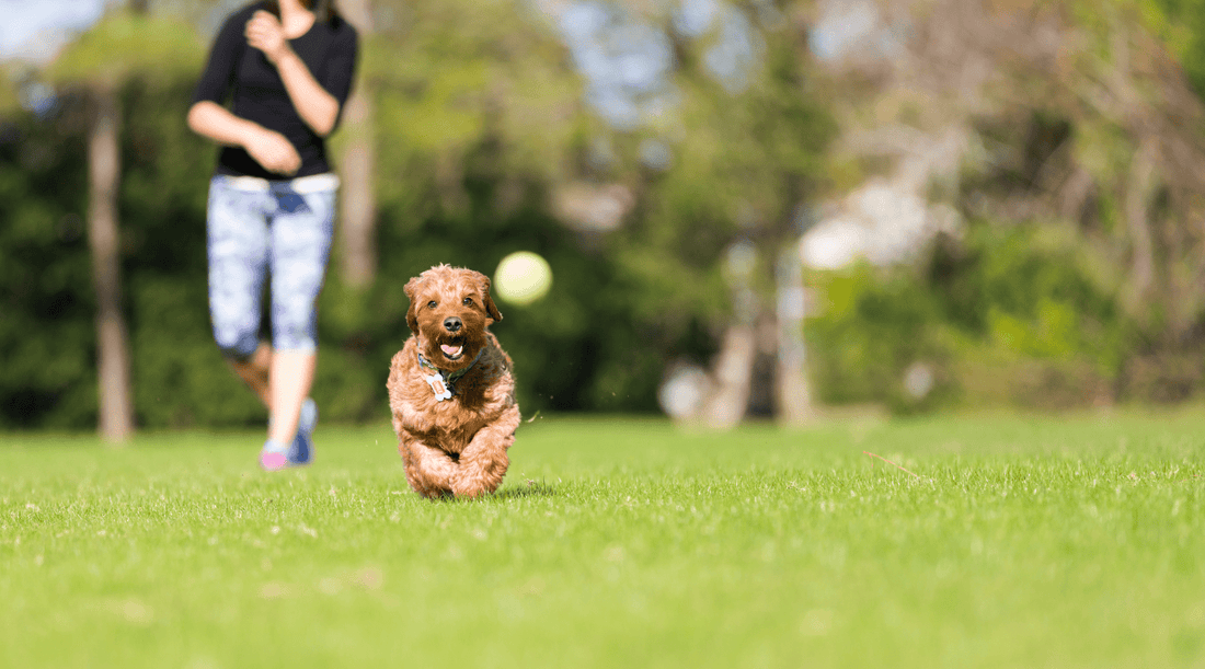 How to Teach a Dog to Fetch: When Bruno Refused to Drop the Shoe - K9 Connoisseur