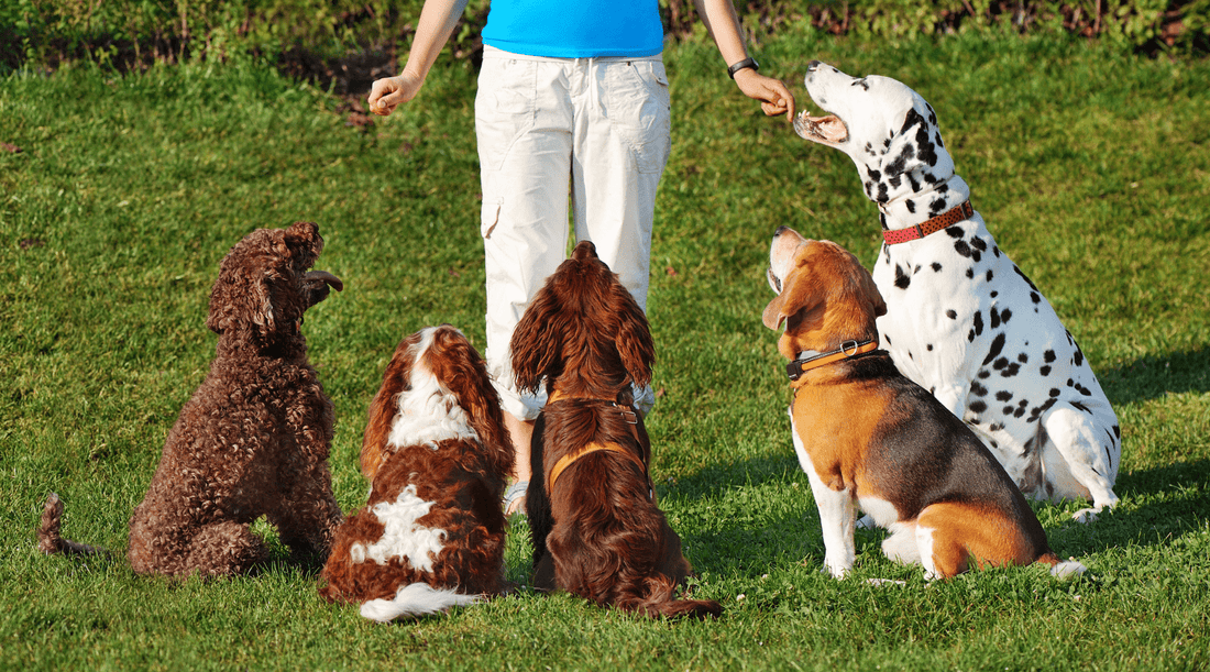 Dog Training: The Real Reason Bruno Stopped Chasing Skateboards - K9 Connoisseur