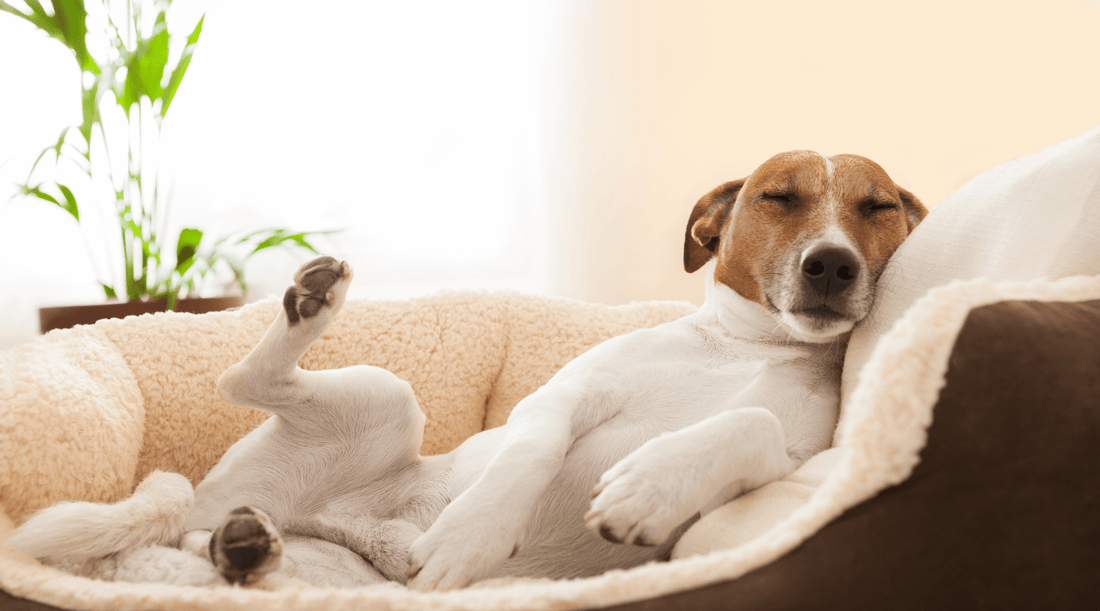 Dog Sleeping Positions: What's Your Dog’s Snooze Style - K9 Connoisseur