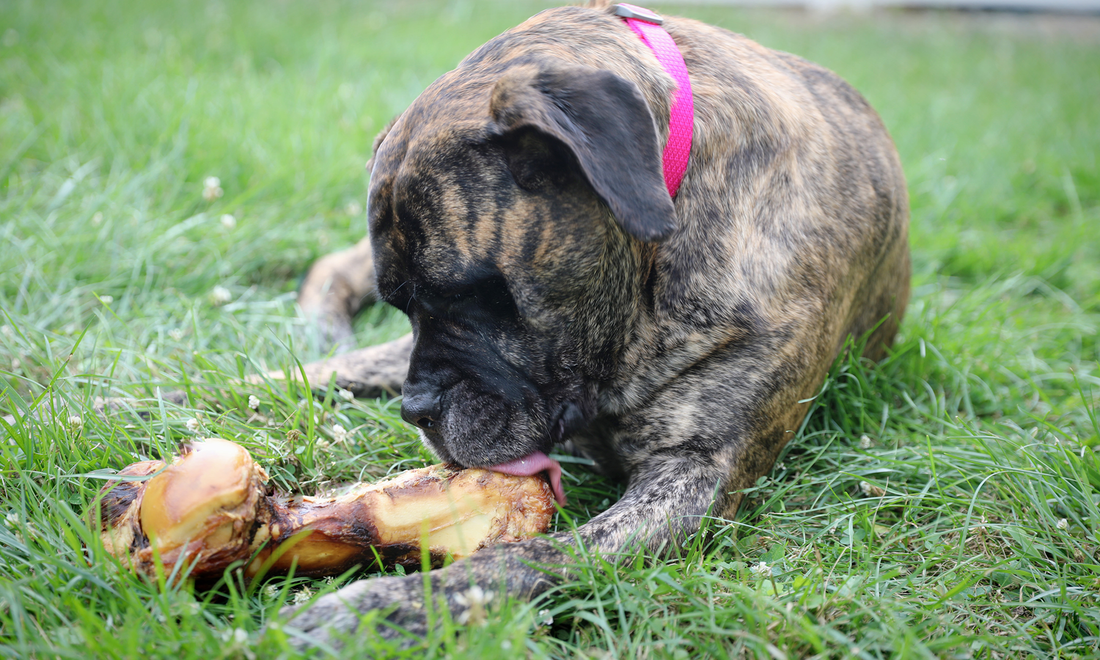 Large dog chewing K9 Connoisseur Goliath Bone in grass.