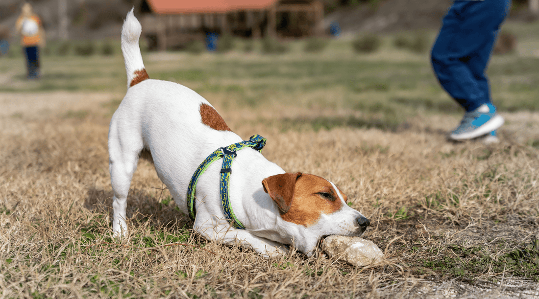 Why Do Dogs Eat Rocks...And Why Bruno Had Me Freaking Out Last Weekend - K9 Connoisseur