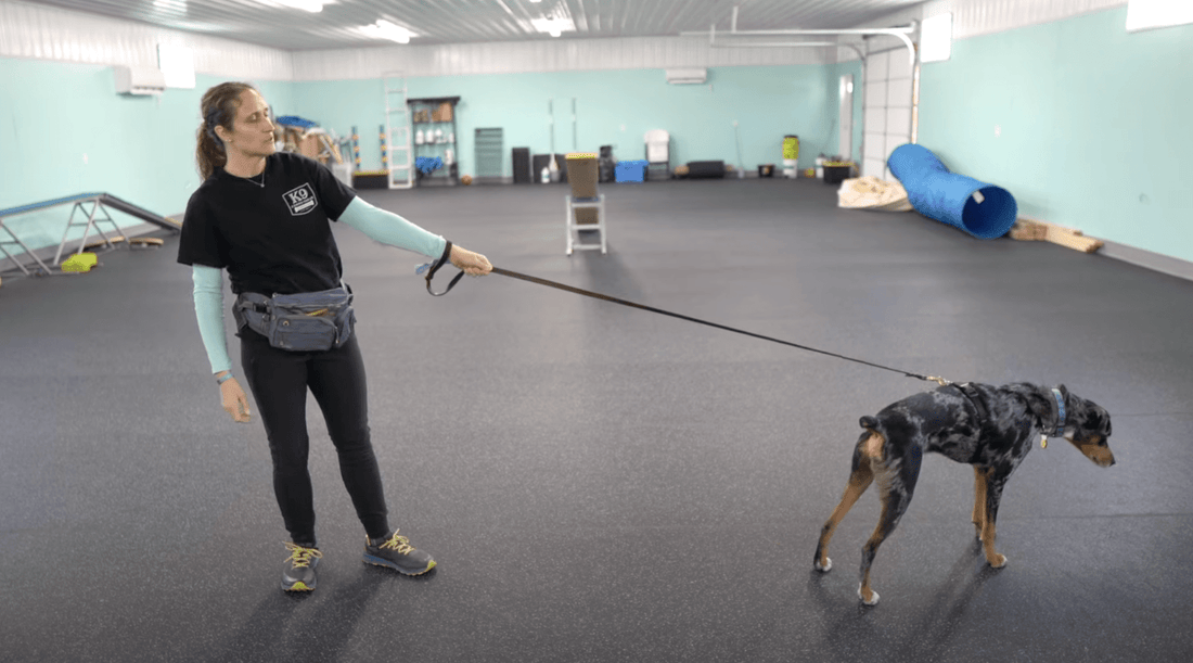 How to Train a Dog to Walk on a Leash - K9 Connoisseur