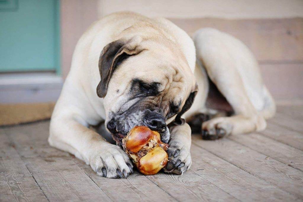 The Best Large Dog Bones in 2025 - K9 Connoisseur