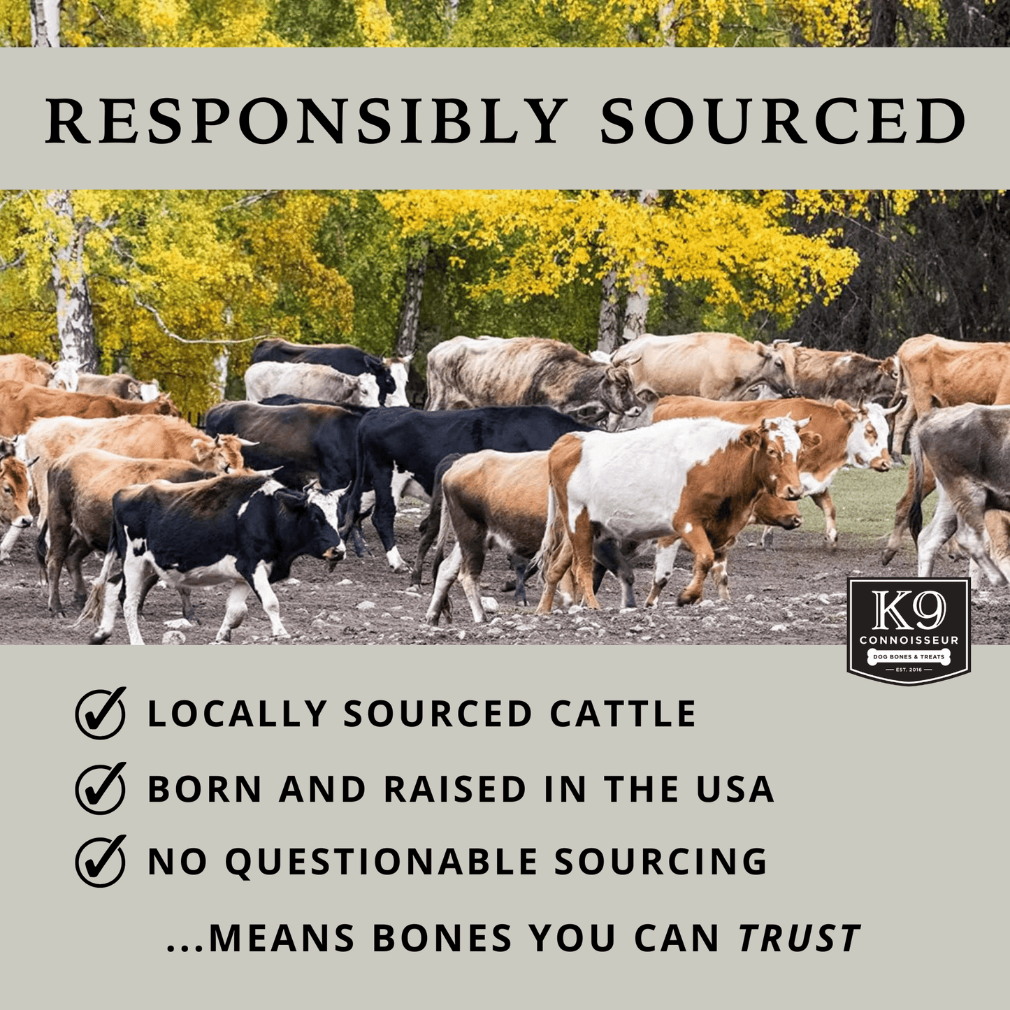 Beef Knee Caps - Meaty Long Lasting Dog Bones Made in USA for Small & Medium Dogs Upto 50 lb - K9 Connoisseur