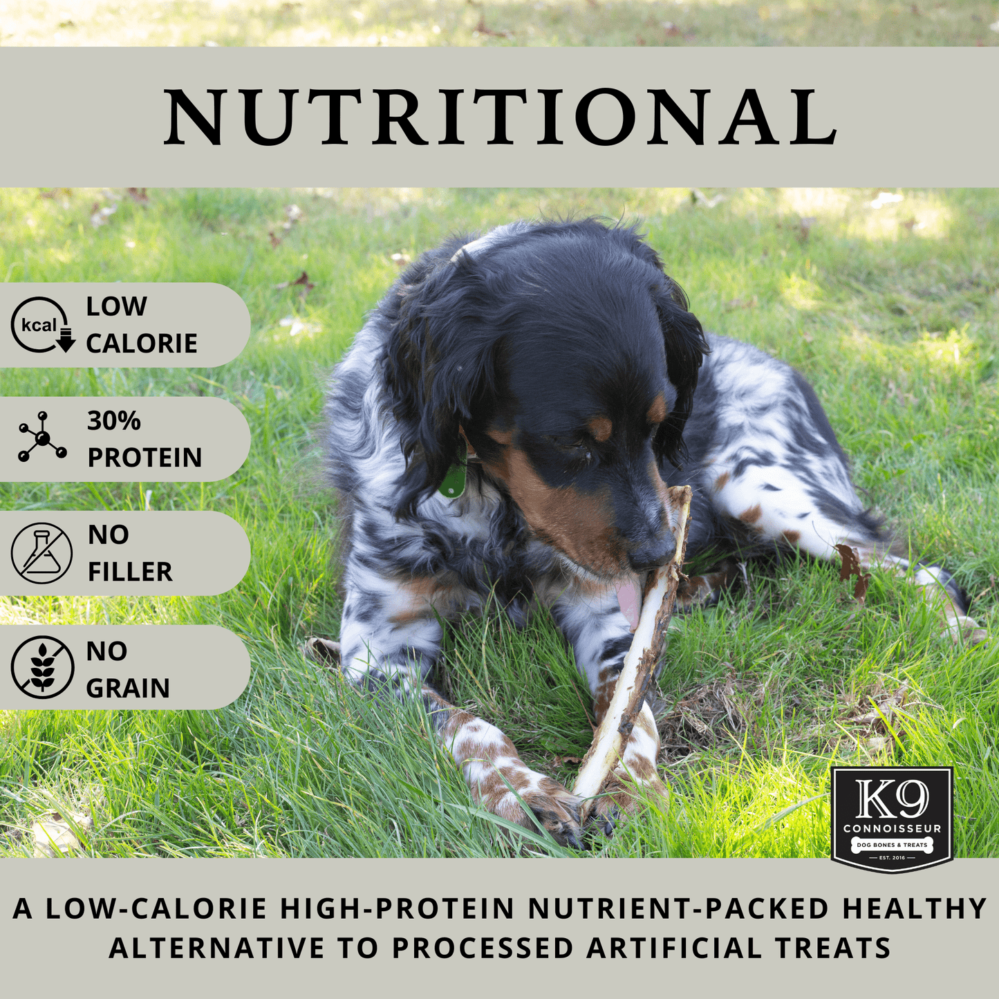 Tail Starters - 8 Inch Meaty Marrow Filled Natural Dog Bones Made in USA for Medium Dogs Upto 50 lb - K9 Connoisseur