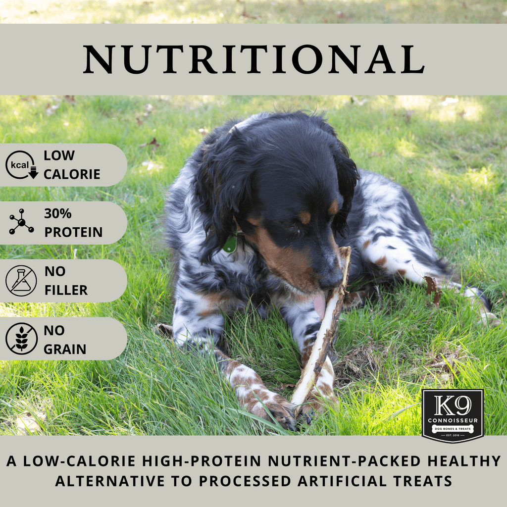 Tail Starters - 8 Inch Meaty Marrow Filled Natural Dog Bones Made in USA for Medium Dogs Upto 50 lb - K9 Connoisseur