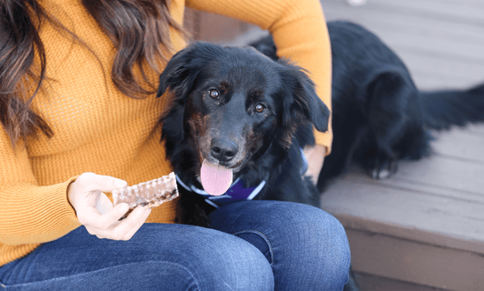 Are Beef Trachea Dog Treats Safe? - K9 Connoisseur