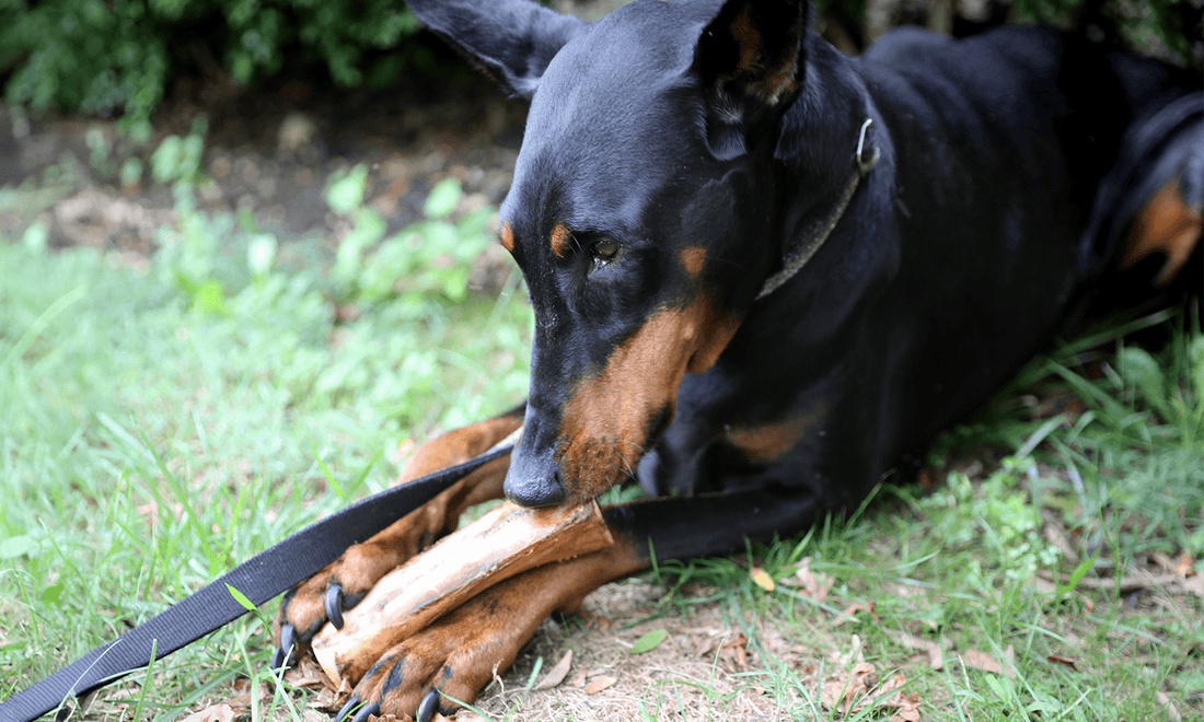 Are Big Bones Good for Dogs? - K9 Connoisseur