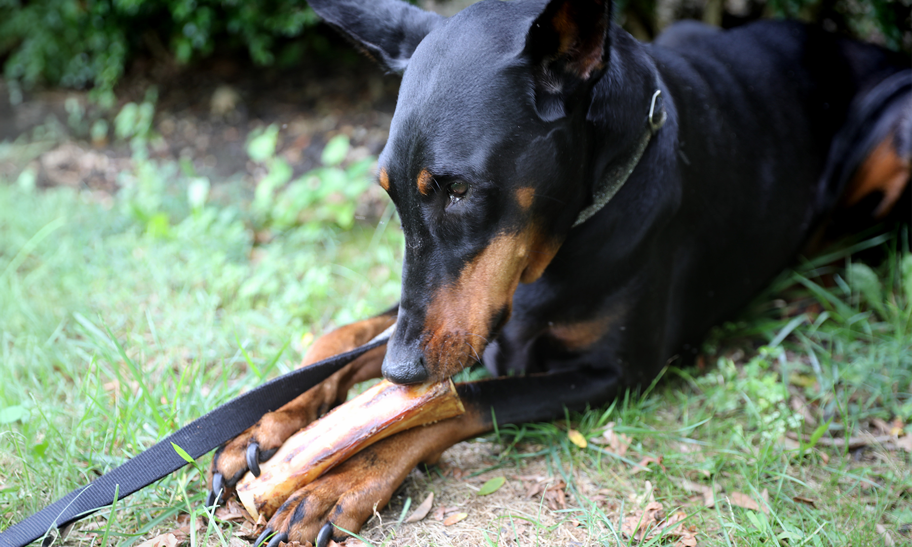 Are Big Bones Good for Dogs?