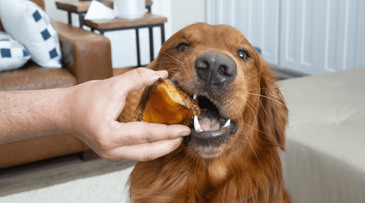 Are Bones Bad for Dogs Teeth: Trip to the Vet Uncovers Truth - K9 Connoisseur