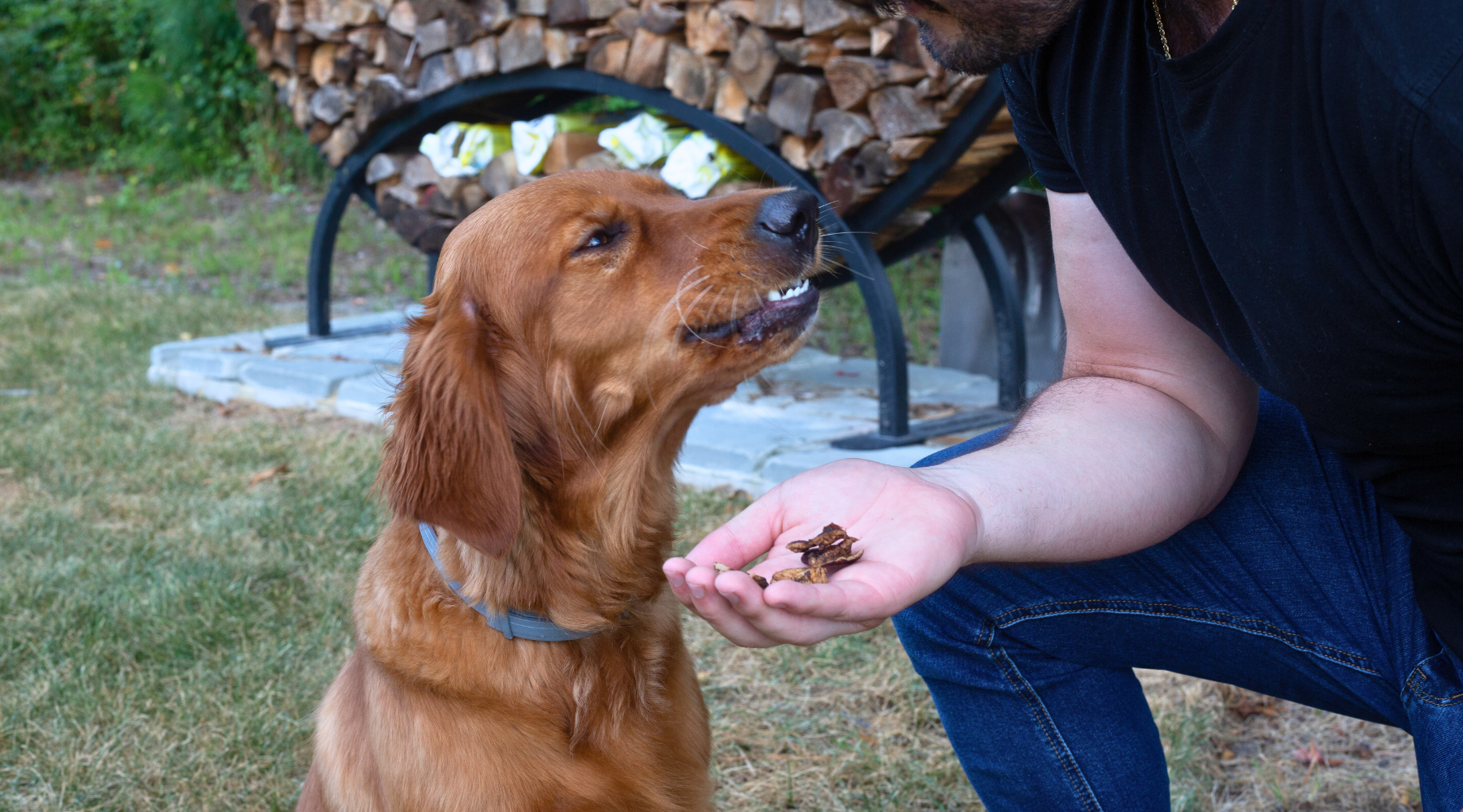 Are Bones Bad for Dogs Teeth: Trip to the Vet Uncovers Truth