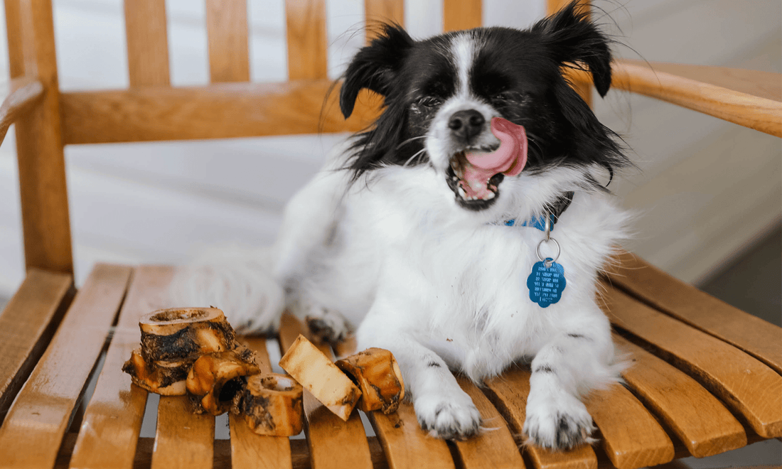 Are Filled Dog Bones Safe? It Depends. Is It Filled With Healthy, Natural Marrow? - K9 Connoisseur