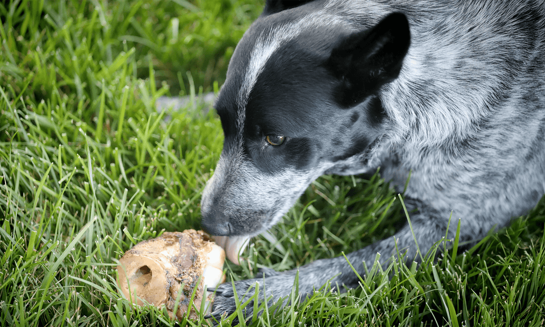 Are Marrow-Filled Bones Okay for Dogs? I Had to Disagree - K9 Connoisseur