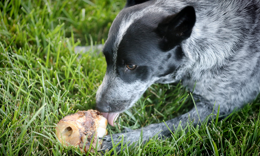 Are Marrow-Filled Bones Okay for Dogs? I Had to Disagree