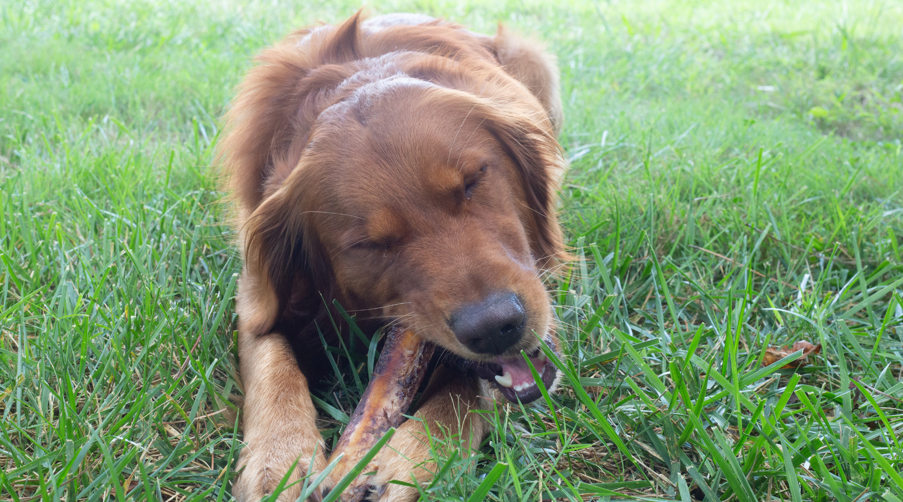 Are Natural Dog Bones Better for Dogs? Real Deal or All Hype