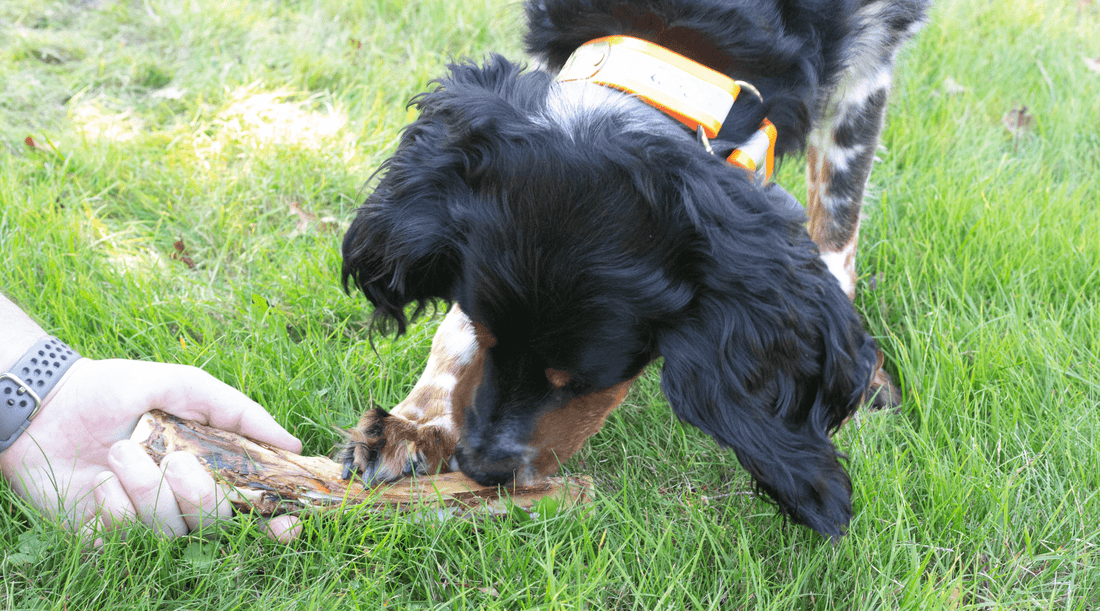 Are Smoked Bones Safe for Dogs? Tasty Treat or Tempting Terror - K9 Connoisseur