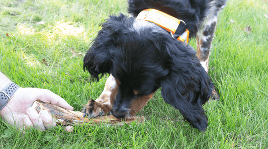 Are Smoked Bones Safe for Dogs? Tasty Treat or Tempting Terror - K9 Connoisseur
