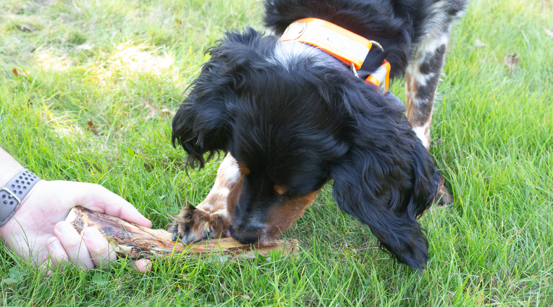 Are Smoked Bones Safe for Dogs? Tasty Treat or Tempting Terror