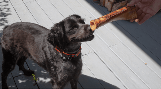 Are Stuffed Shin Bones Safe for Dogs? Horror Scene or K9 Dream - K9 Connoisseur