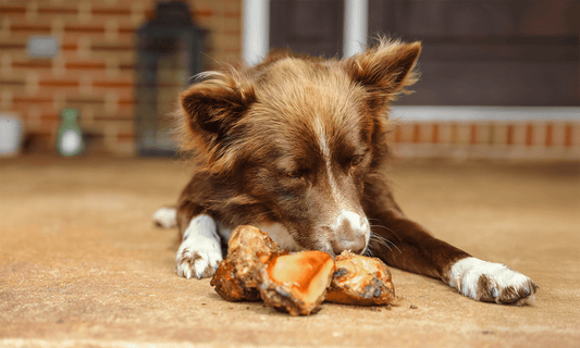 Are Beef Marrow Bones Good for Dogs? 10 Reasons Why - K9 Connoisseur